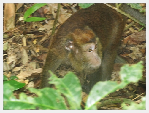 Mono de Sabang, Filipinas