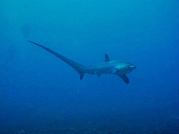  thresher sharks, tiburón zorro