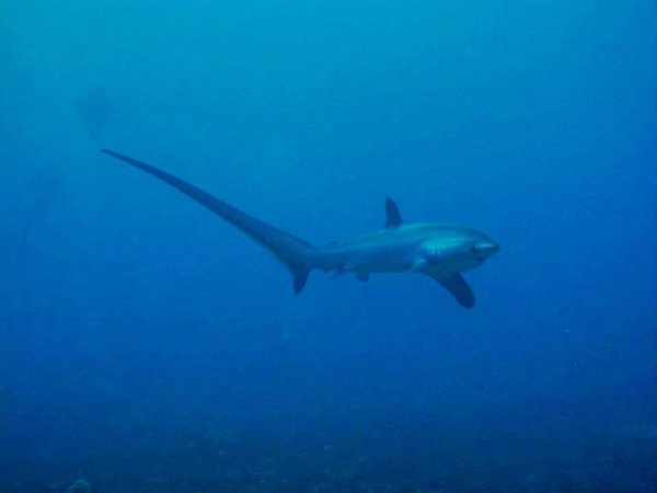  thresher sharks, tiburón zorro