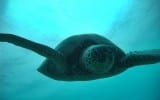 Tortuga Hawaii