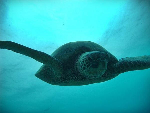 Tortuga Hawaii