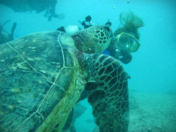 Tortuga Hawaii