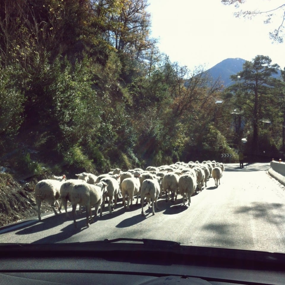 Caravana de ovejas, Huesca