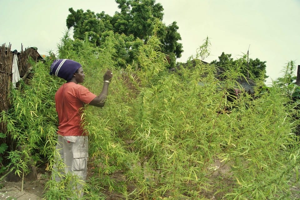 Plantación de marihuana en la Isla de Ginak, Gambia