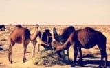 Desierto de Tozeur, Túnez