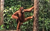 tour_orangutanes_borneo