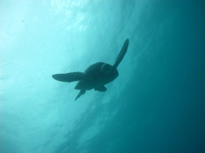 Buceo en Hawai