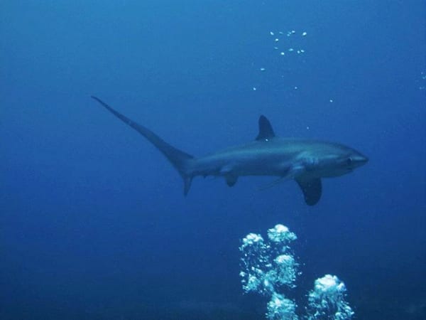 thresher sharks, tiburón zorro