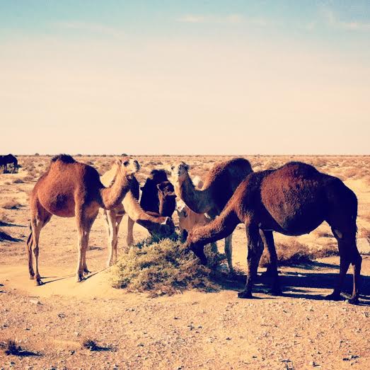 Desierto de Tozeur, Túnez