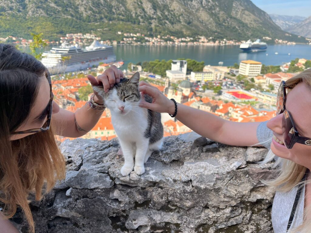 Gatos de Kotor